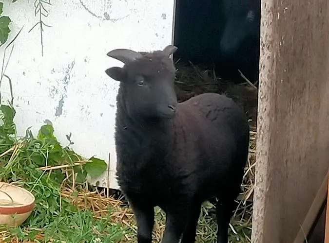 Eurl Kaza évasion Services *